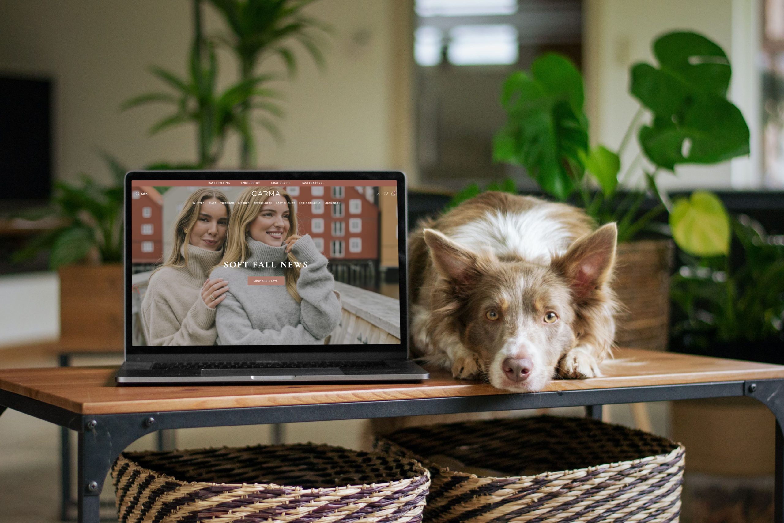 Desktop mockup on table next to a dog